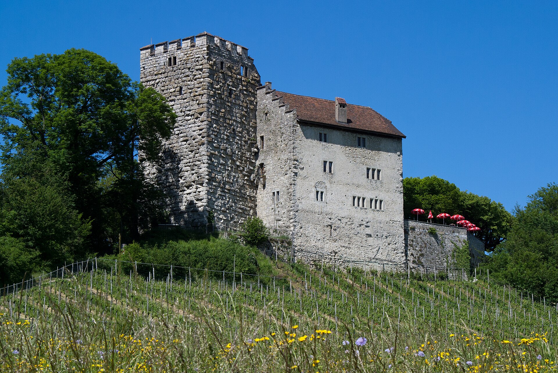 Habsburg Castle above a vineyard slope in Aargau